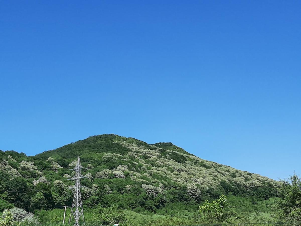 Pensiunea Agroturistica Green Odoba Satuc Экстерьер фото