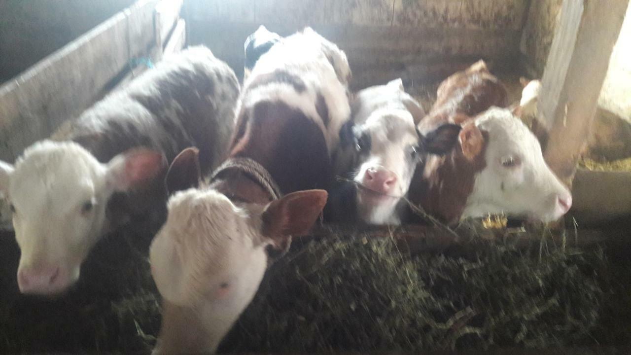 Pensiunea Agroturistica Green Odoba Satuc Экстерьер фото